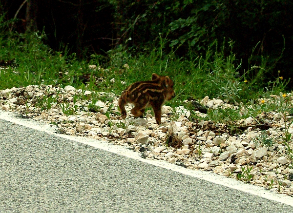 cinghiale